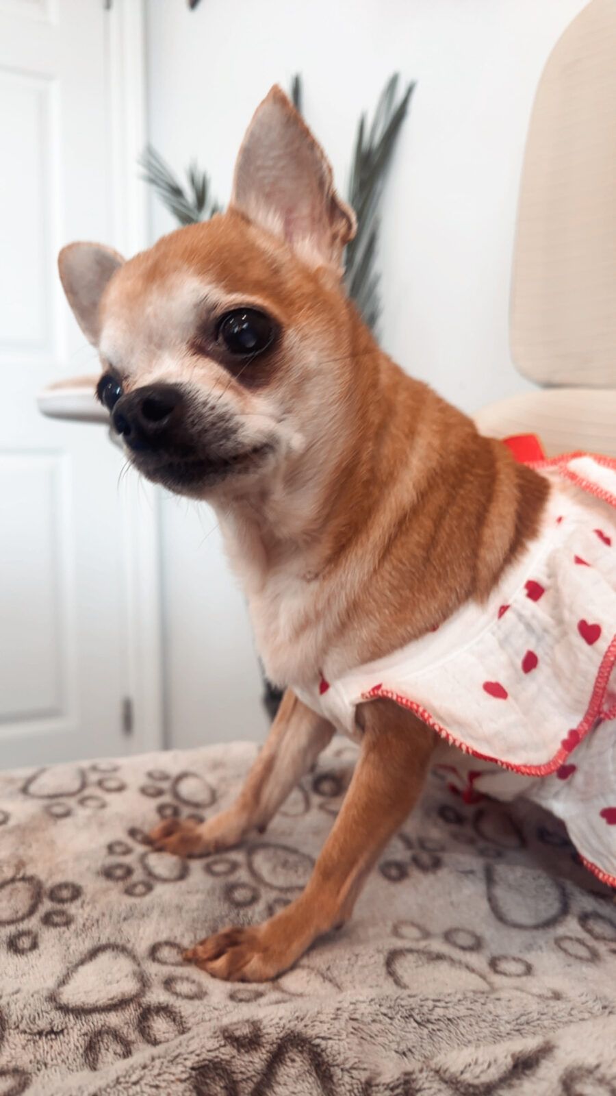 Pet-Friendly Nail Salon in Montreal